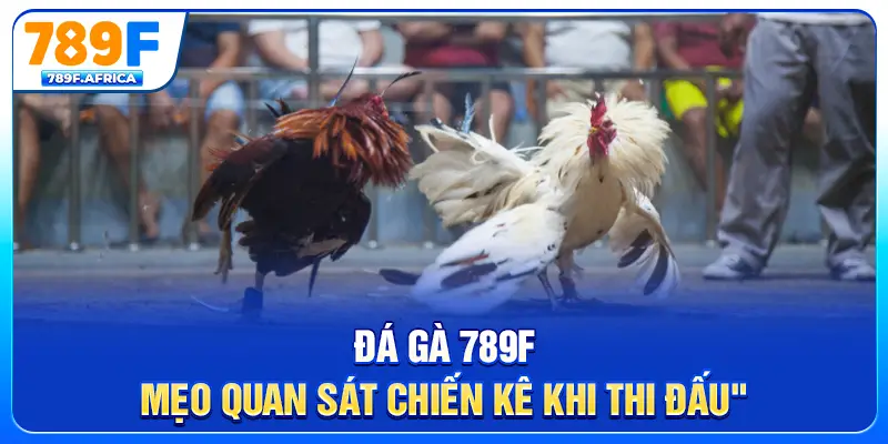 Đá gà 789F - Mẹo quan sát chiến kê khi thi đấu